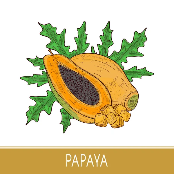 Papaye. Fruits tropicaux, feuilles. Croquis. Couleur — Image vectorielle