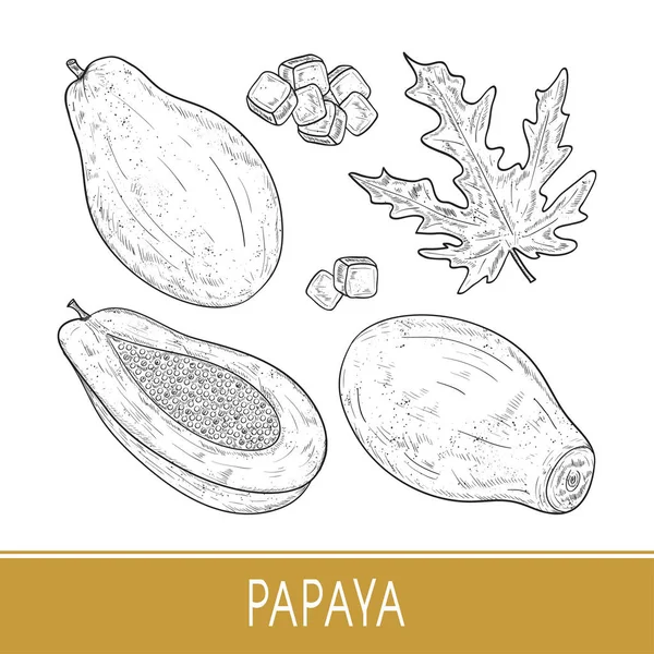 Papaya. Frutta tropicale, bocconcino, foglia. Monocromatico. Schizzo. Imposta — Vettoriale Stock