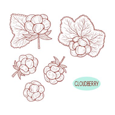 CloudBerry. Çilek ve bırakır. Kroki. Tek renkli. Beyaz bir arka plan üzerinde. Ayarla.