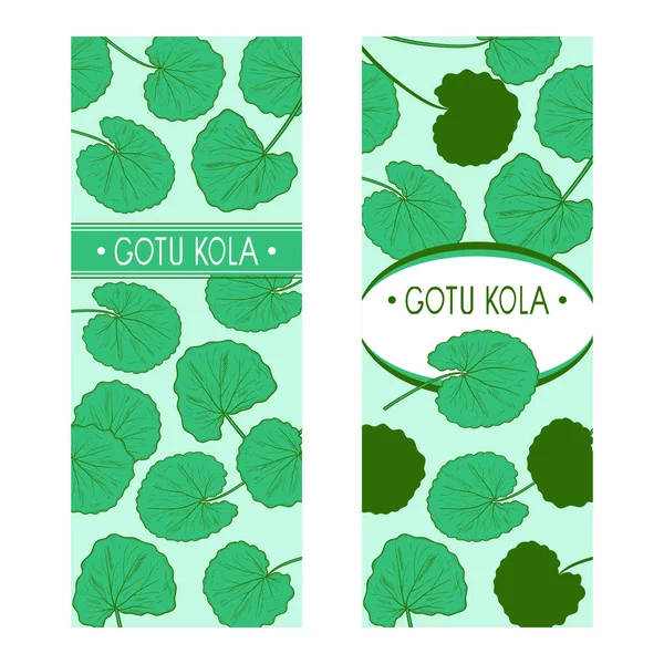 Gotu kola. Folhas. Modelo, postal. Num fundo branco. Conjunto . — Vetor de Stock