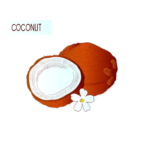 Kokosnuss, Blume. Skizze. auf weißem Hintergrund. Farbmuster. — Stockvektor