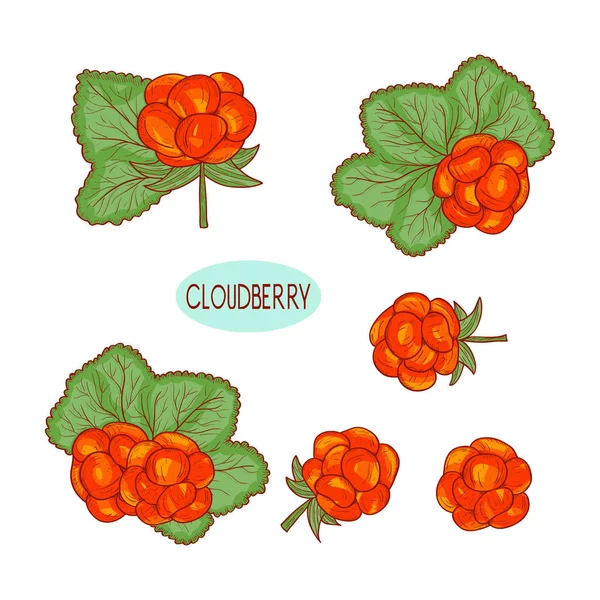 クラウドベリー。果実し、葉します。スケッチ。白い背景のカラー イラスト. — ストックベクタ
