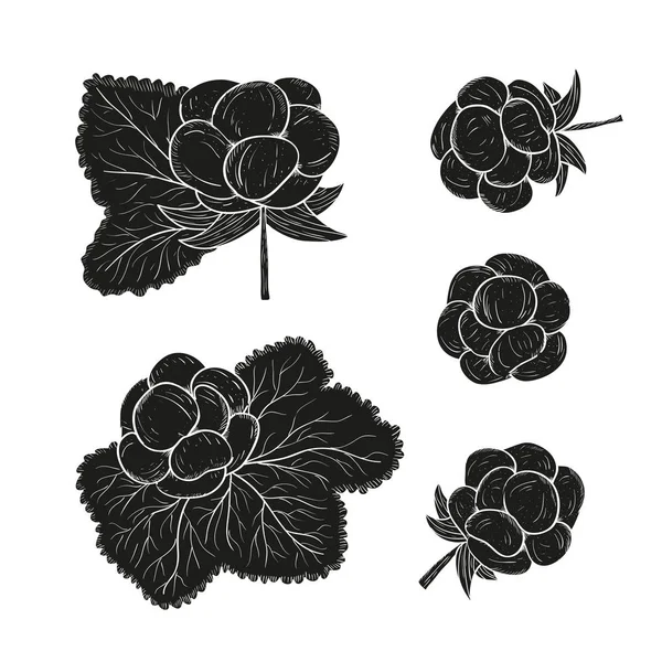 Cloudberry. Bayas y hojas. Silueta. Monocromo. Sobre un fondo blanco. Conjunto . — Archivo Imágenes Vectoriales