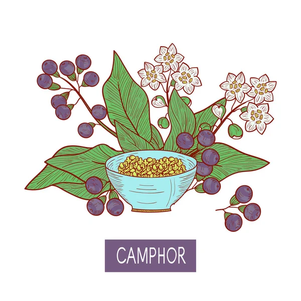 Kampfer. Pflanze. Blätter, Früchte, Blume. Öl. Schale, Flasche vorhanden. Skizze. auf weißem Hintergrund. — Stockvektor