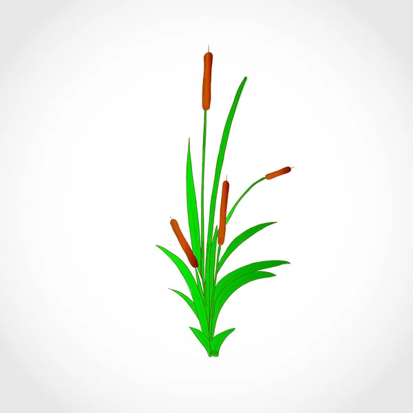 A reed, a sedge, a cattail. Sketch. Logo. — Stock Vector