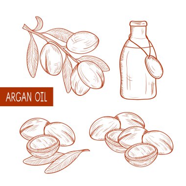 Argan. Bitki. Dal, meyve, bırakır. Şişe ve yağ. Tek sesli