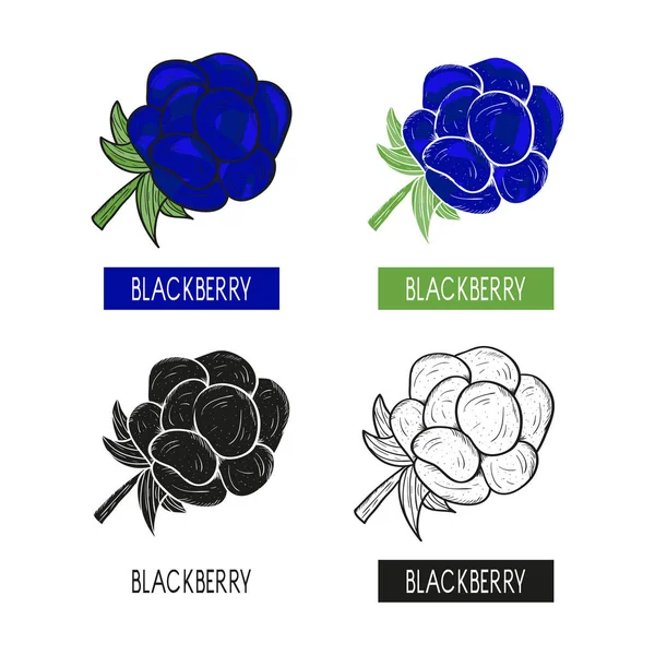 Blackberry. Berry. Logo, emblème. Prêt. Silhouette, croquis, contour. Monochrome et motif de couleur. Sur fond blanc . — Image vectorielle
