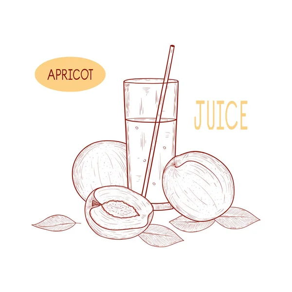 Aprikosensaft. Obst, ein Glas Saft und ein Schlauch. Skizze. Monochrom. auf weißem Hintergrund. — Stockvektor
