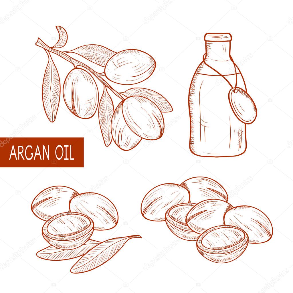 Argan. Plant. Branch, fruit, leaves. Bottle and oil. Monophonic