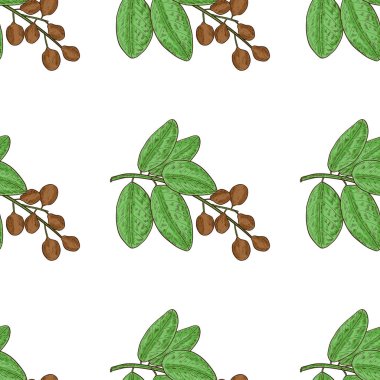 Bibhitaki. Terminalia bellirica. Bitki. Yaprak, dal, meyve, berry. Sorunsuz imkanı, duvar kağıdı, arka plan, doku. Kroki. Renk