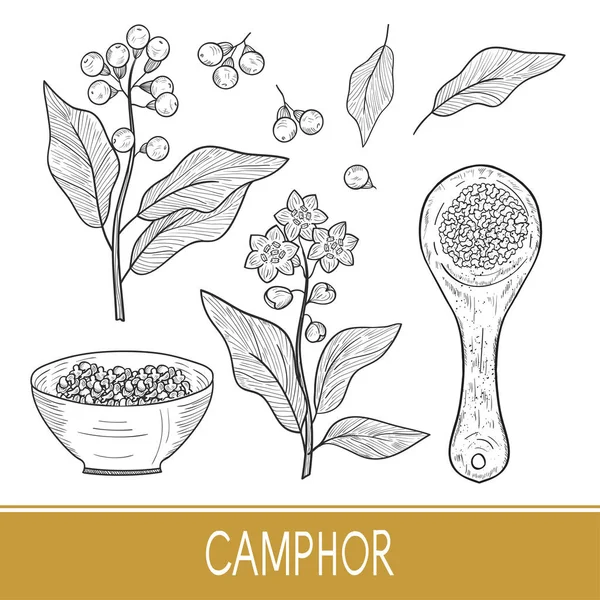 Kamfer. Plant. Bladeren, vrucht, bloem. Bowl, lepel. Schets. Zwart-wit. Instellen. — Stockvector