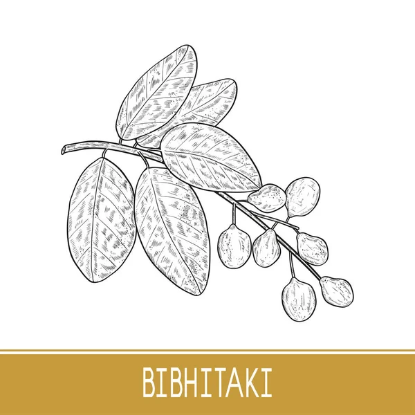 Bibhitaki. Terminalia bellirica. Rostlina. Listí, větve, ovoce, bobule. Náčrt aktivní zóny. Černobílý tisk. — Stockový vektor