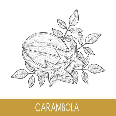 Carambola. İncelik. Tropikal meyve. Kroki. Tek sesli