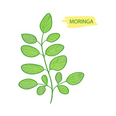 Moringa. Bitki. Yaprakları. Beyaz bir arka plan üzerinde.