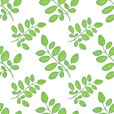 Moringa. Arka plan, duvar kağıdı, sorunsuz. Kroki.