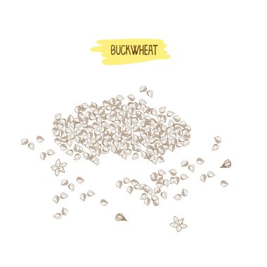 Buckwheat. A seed, a grain. Sketch. clipart