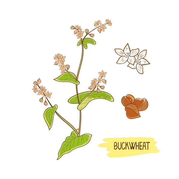Grano saraceno. Grano, fiore, foglie e gambo. Schizzo. Modello di colore — Vettoriale Stock