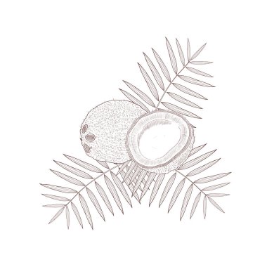 Hindistan cevizi. Kroki, doodle. Tek renkli.