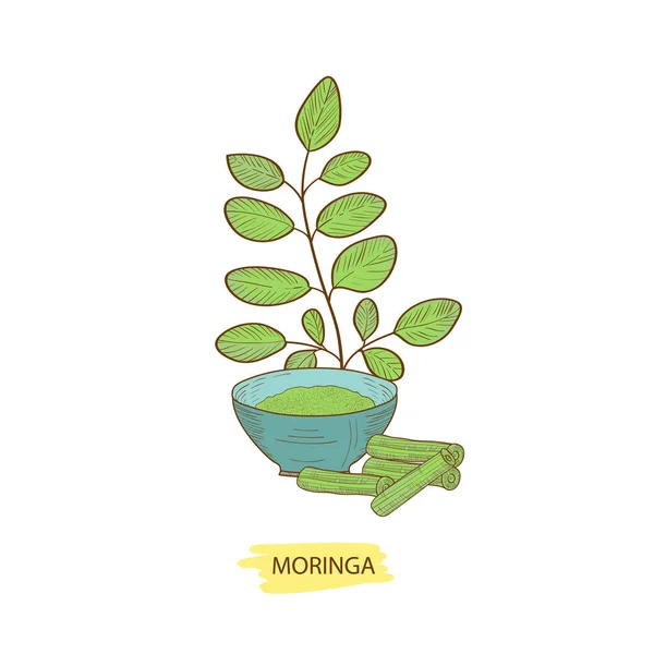 Moringa. einen grünen Zweig und eine Schüssel Puder. Skizze. — Stockvektor