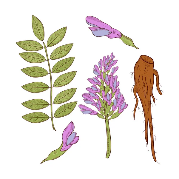 Lakritze. Wurzel, Blüte, Blätter. gesetzt. Skizze. auf weißem Hintergrund — Stockvektor