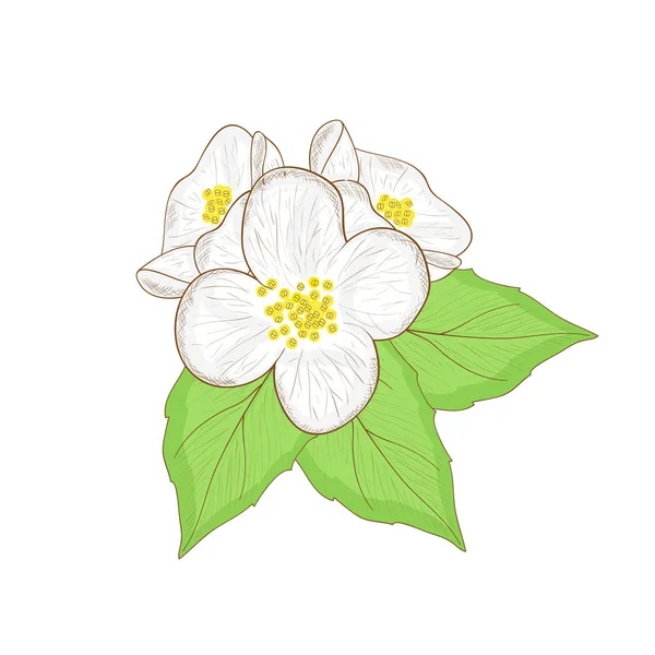 Jasmijn, bloem. Schets, doodle. Kleurrijke tekening op een witte achtergrond. — Stockvector