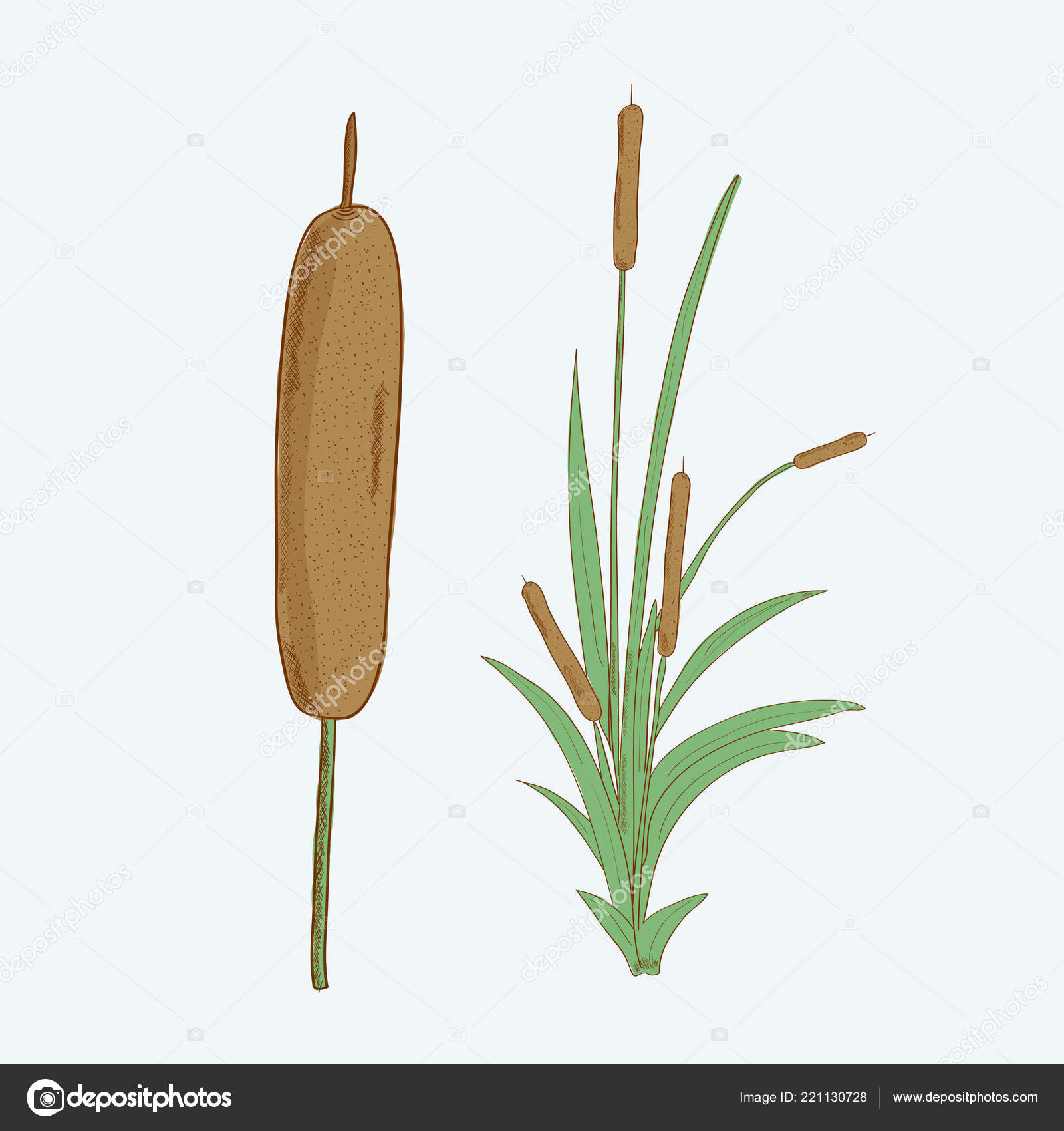 Камыш на белом фоне. Камыш для детей. Камыш для детей на прозрачном фоне. Камыш на английском. Тростник рогоз.