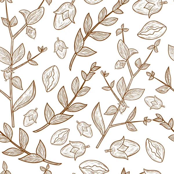 Jojoba. Branch, bladeren, vruchten. Achtergrond, wallpaper, naadloze. Schets. Zwart-wit — Stockvector