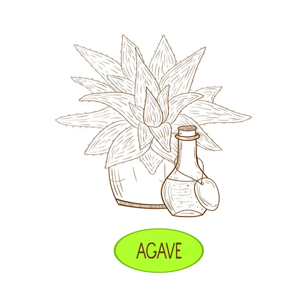 Aloe, agave. Rostlina, baňky. Náčrt aktivní zóny. Na bílém pozadí. — Stockový vektor