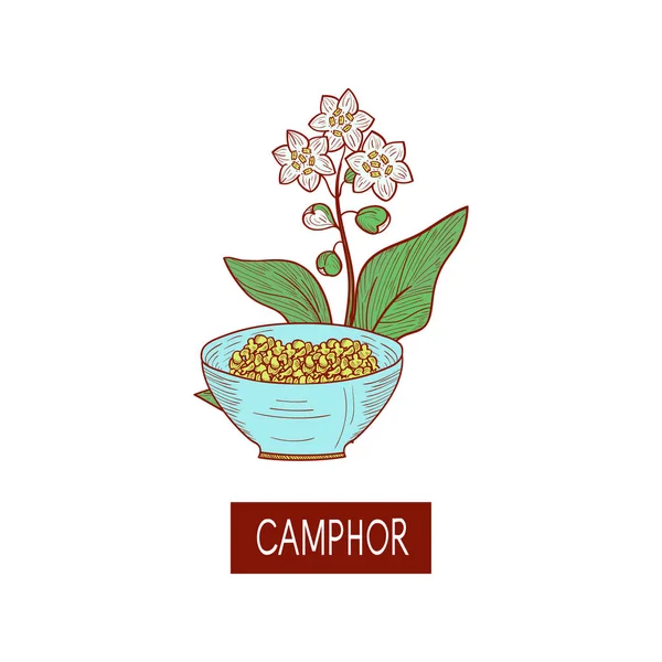 Camphre. Plante. Partez, fleur. Croquis. Sur fond blanc . — Image vectorielle