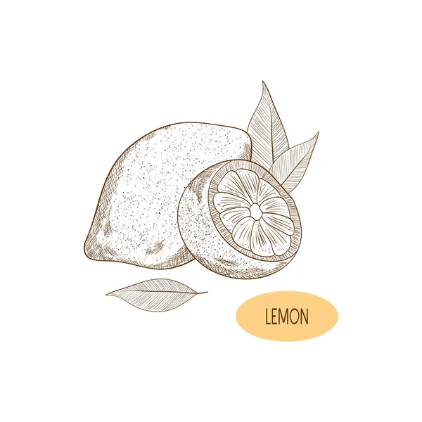 Lemon. Fruta. Boceto. Monocromo. Sobre un fondo blanco . — Vector de stock