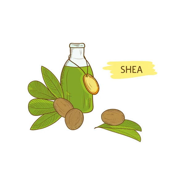 Hojas, aceite esencial, nueces de karité. Esbozo — Vector de stock