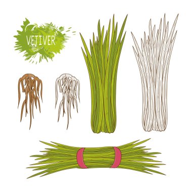 Vetiver. Bir bitki ve bir kök. Kroki. Ayarlayın. Bir bitki, bir kök. Beyaz bir arka plan üzerinde.