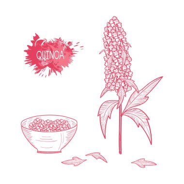 Quinoa. Bitki. Bitki dal ve kase. Ayarlayın. Kroki. Beyaz bir arka plan üzerinde.