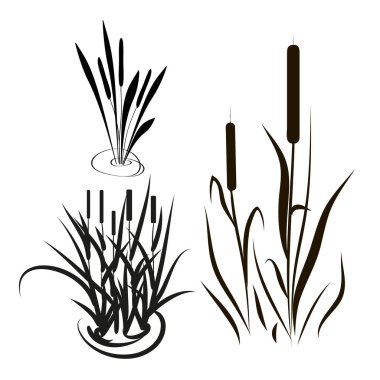 Bulrush, saz. Ayarlayın. Siluet. Siyah resim.