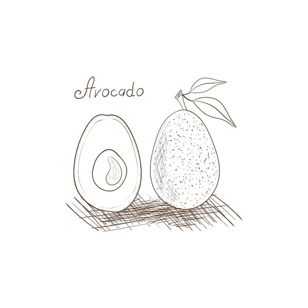 Avocado, schets, zwart-wit beeld. Tekening op een witte achtergrond. — Stockvector