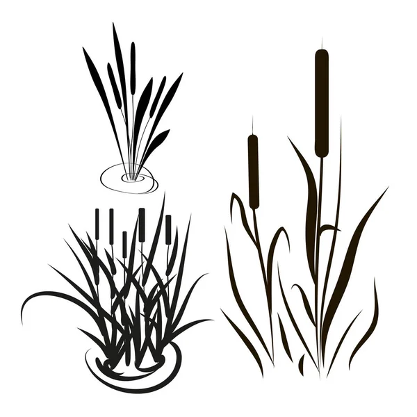 Bulrush, sedge. Set. Silhouette. Black picture. — Stock Vector