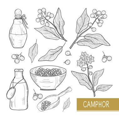 Camphor. Plant. Leaves, fruit, flower. Oil. Bowl, bottle. Sketch.  Monochrome. Set. clipart