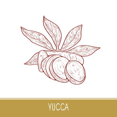 Yucca. Kök yaprakları. Kroki. Beyaz bir arka plan üzerinde.