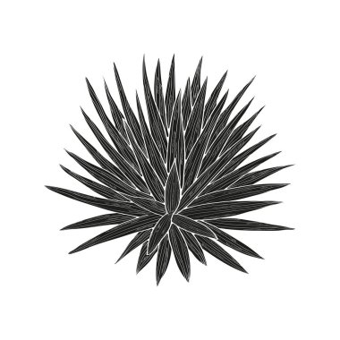 Yucca. Bitki. Beyaz arka planda siyah siluet.