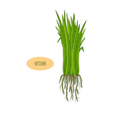 Vetiver. Bitki. Kroki. Yaprak, kök. Beyaz bir arka plan üzerinde.