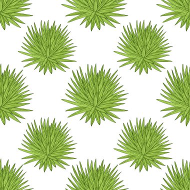 Yucca. Bir bitki, bir çalı. Beyaz bir arka plan üzerinde. Kroki. Duvar kağıdı, doku, kesintisiz.