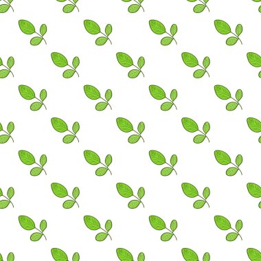 Moringa. Arka plan, duvar kağıdı, doku, sorunsuz. Kroki. Renk desen