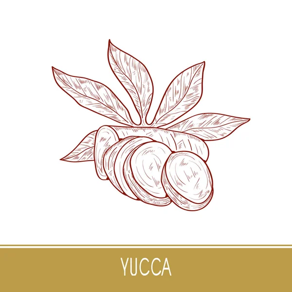 Du yucca. Racine, feuilles. Croquis. Sur fond blanc . — Image vectorielle