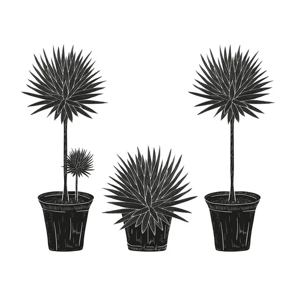 Yucca. Plant. Bloempot. Zwarte silhouet op witte achtergrond. — Stockvector