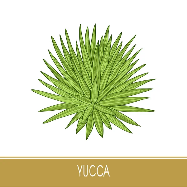 Yucca. Plant. Bush. Sketch. On a white background a colored picture. — Stock Vector