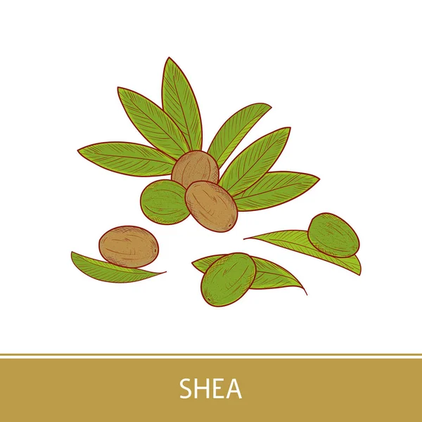 Shea. Leaves, fruit. Color illustration on white background. Set. — Stock Vector