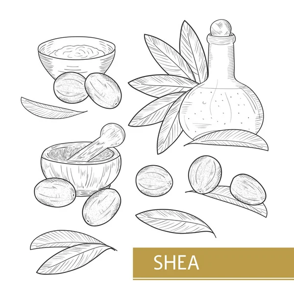 Ши. Листья, фрукты. Бутылка с маслом, миска, фунт. Эскиз. Монохромия. Набор . — стоковый вектор