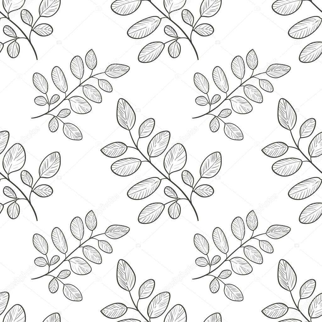Moringa. Branch, leaves. Background, wallpaper, seamless. Sketch. Monophonic