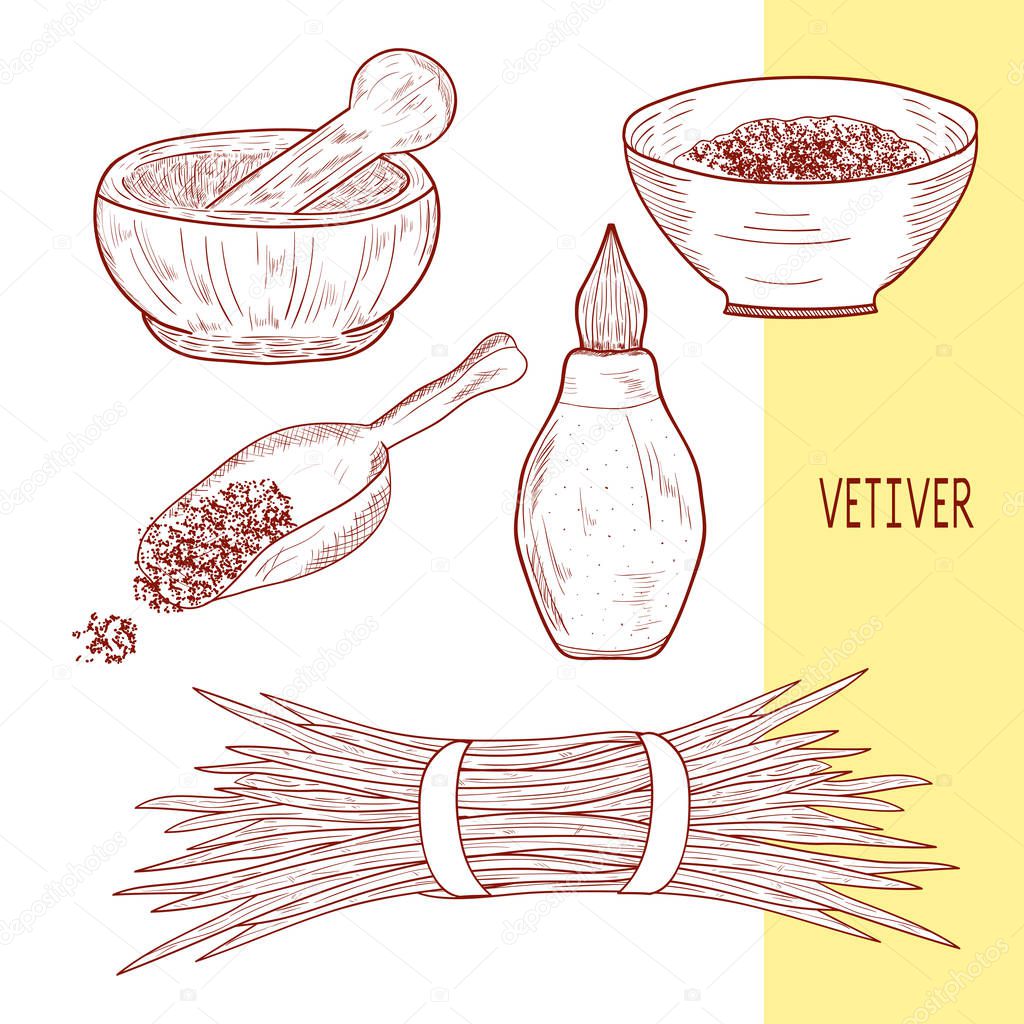 Vetiver. The plant. Scoop, mortar, bowl, vial. Set. Monochrome. Sketch.