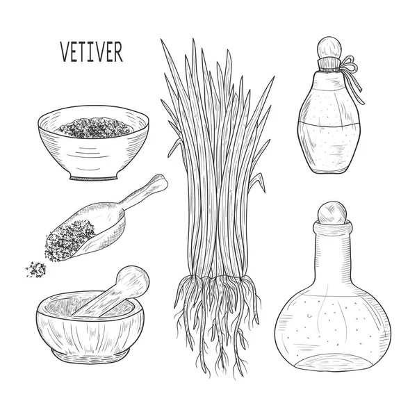 Vetiver. La planta. Hojas, raíz. Pala, mortero, tazón, frasco. Listos. Monocromo. Esbozo . — Archivo Imágenes Vectoriales